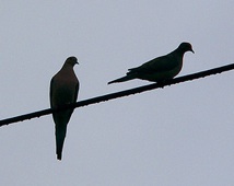 birdonwiresss