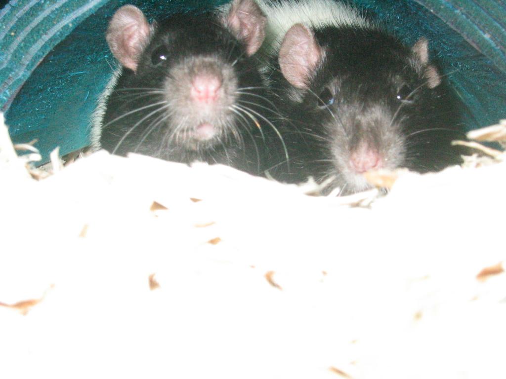 rats