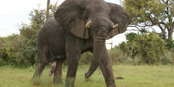Splice Machine scores $15M to make Hadoop run in real time