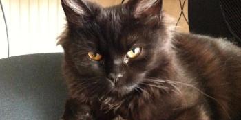 Funding Daily: Menacing kitty edition