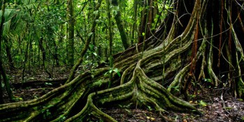 VB Webinar: Welcome to the data jungle; analytics 3.0 with Tom Davenport