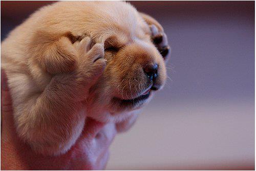 Visual approximation of my mom right now.