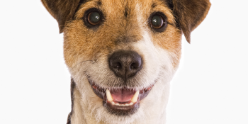 Social Life Management launches its service so nobody thinks you’re a dog
