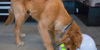 CleverPet’s game console for dogs shows they can see colors