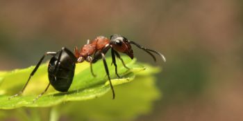 Bug brains help AI solve navigation challenges