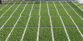 BioLumic raises $5 million to harness ultraviolet light to improve crop yields
