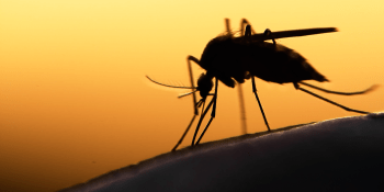 Wovenware is making AI to track disease-carrying mosquitoes in Puerto Rico