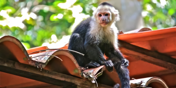 AI identifies which primates could be carrying the Zika virus