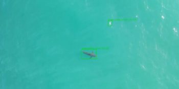 Salesforce sharpens its computer vision teeth on shark-scanning AI