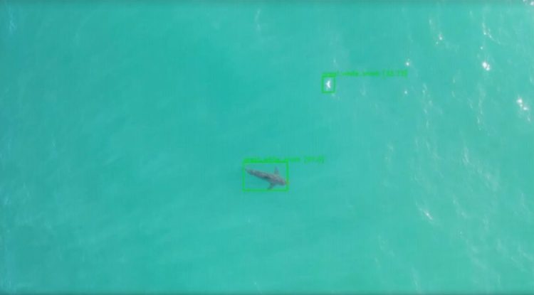 Salesforce shark AI