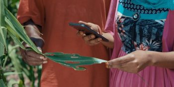 App developers in Uganda use TensorFlow to spot armyworm damage in maize